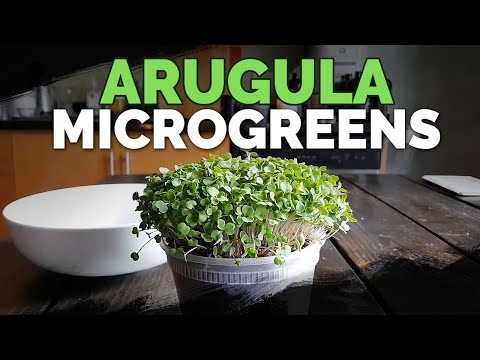 How to Grow Arugula Microgreens Fast and Easy