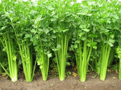 How to Plant Celery
