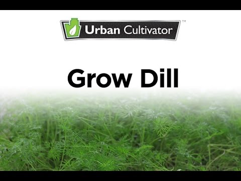 How To Grow Dill Indoors | Urban Cultivator