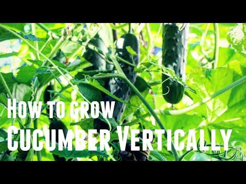 How To Grow Cucumber Vertically - Save Space & Increase Yields in 3 Simple Steps Growing Vertically