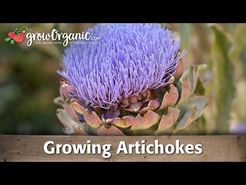 Growing Organic Artichokes From Root Crowns
