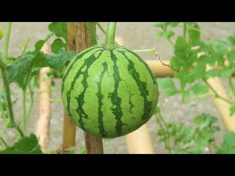 How to Grow Watermelon from Seed in Containers