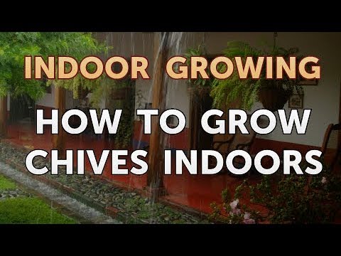 How to Grow Chives Indoors