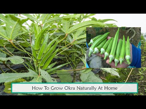 How To Grow Okra Naturally At Home