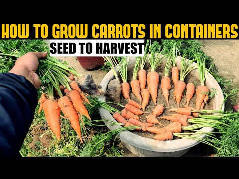How To Grow Carrots At Home | SEED TO HARVEST
