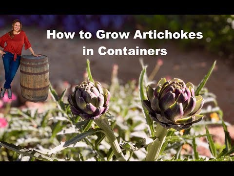 How To Grow Artichoke Plants in Containers Step by Step