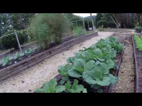 Winter Garden - Growing Collards, Kale, Spinach and Broccoli