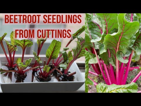 How to grow Beetroot from cuttings | Grow Beetroot at home | Beetroot seedlings from cuttings