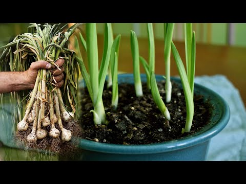 How To Grow Garlic From Cloves Indoors in Pot | Easy Tips To Grow Herbs  - Gardening Tips