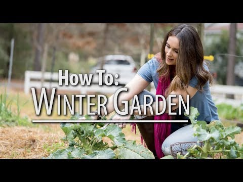 How to Grow a Winter Garden and Pick Collards | Stacy Lyn Harris