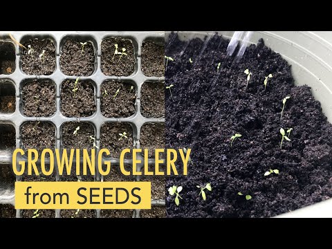 Growing Celery from Seeds!