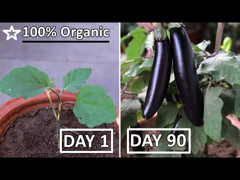100% ORGANIC ways to Grow Eggplant in Container [90 DAYS Update]