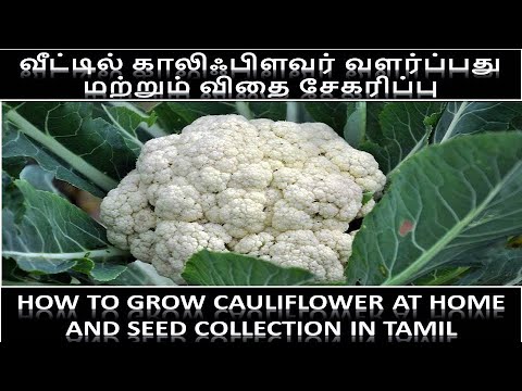 How to Grow Cauliflower at Home in Tamil | ??????????? ???????? | Cauliflower Seed collection