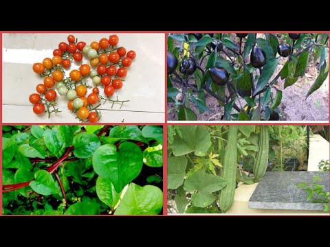 How to grow vegetables in containers/Organic vegetable in pot/Summer vegetable