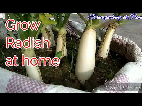 Grow Radish at Home/How to grow Radish in pot/Grow Radish in bag