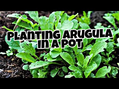 Arugula | Planting Arugula | DIY planting