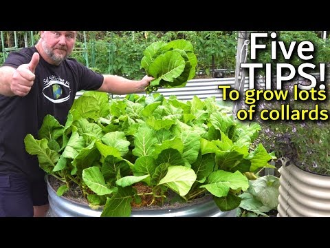 5 Tips How to Grow a Ton of Collards in a Raised Container Garden Bed