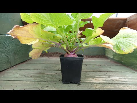 How To Grow Turnips On A Windowsill