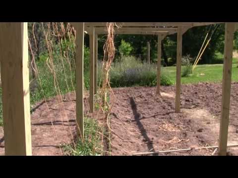 Growing tomatoes vertically using the Mittleider Gardening method