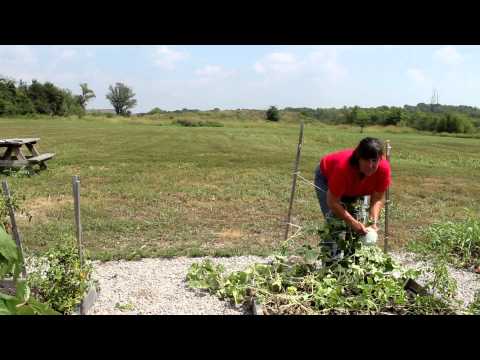 How to Grow Cantaloupes Vertically : Growing Melons