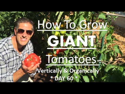 Grow GIANT Tomatoes Vertically & Organically | TOMATO TIPS--DAY 60 Update