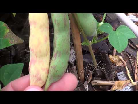 Growing and harvesting pinto beans, growing pinto beans