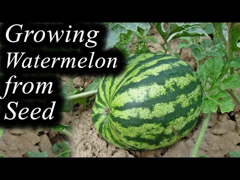 ??How to Grow Watermelon?? Complete Growing Guide