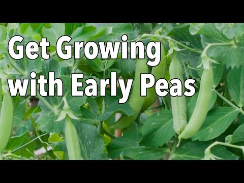 Get Growing with Early Peas