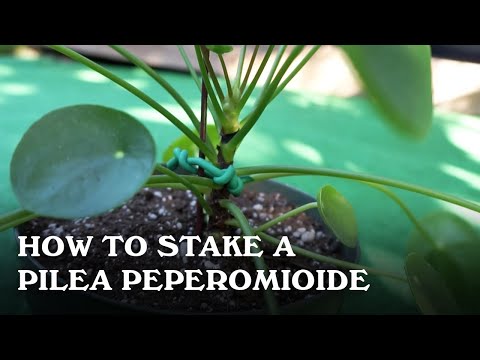 How to stake a Pilea Peperomioide.