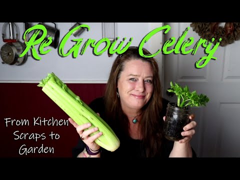 How I Re Grow Celery ~  from scraps to ready to plant in the garden