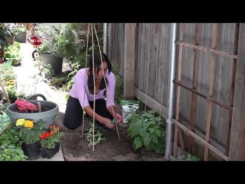 How to String Up Sugar Snap Peas : The Chef's Garden