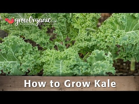 How to Grow Organic Kale