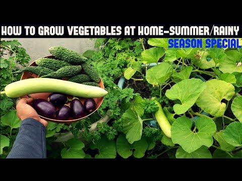 How To Grow Vegetables in Containers-Summer/Rainy Season Special