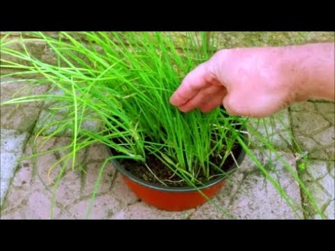 How to Grow Chives in a Pot