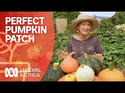 How to create the perfect pumpkin patch | Growing Fruit And Vegies | Gardening Australia