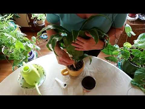 Fertilize Your Houseplants with Worm Compost (Vermicompost)