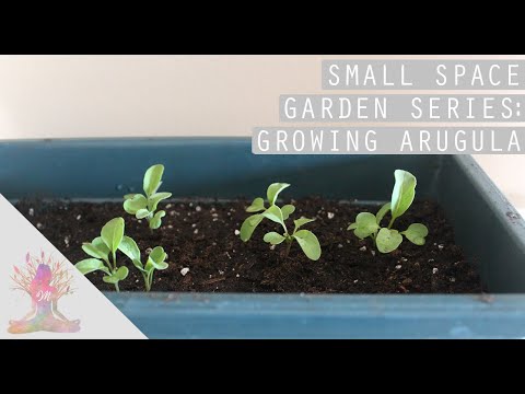 Growing Arugula in Containers | Small Space Garden Series