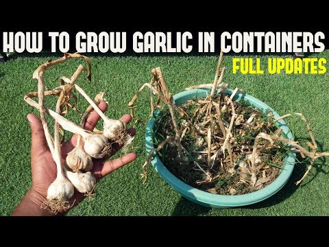 How To Grow Garlic at Home ( WITH FULL UPDATES)