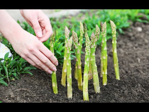 Growing Asparagus: Sowing, Planting, Care, Harvesting, Storing...