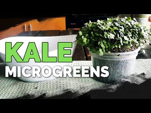 How to Grow Red Russian Kale Microgreens