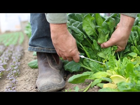 HOW TO GROW SPINACH