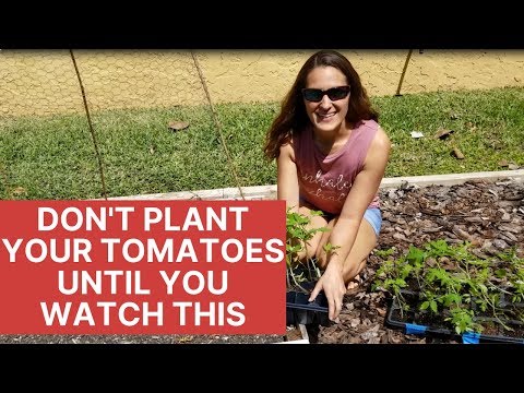 How to Plant Tomatoes The Right Way | Florida Gardening 101