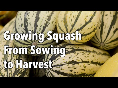 Growing Squash from Sowing to Harvest