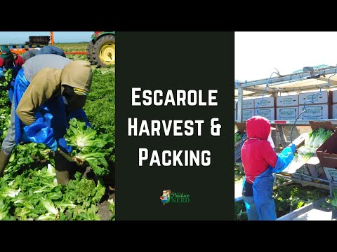 Escarole Lettuce Harvesting & Packing