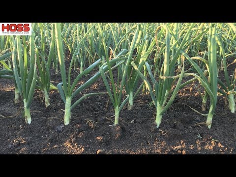 The 2 Most Important Tips for Growing Big Onions
