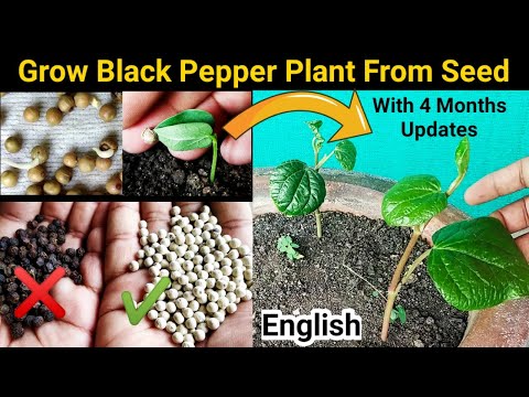 How to grow Black Pepper from Right seeds : Farmer's SECREAT method reveled