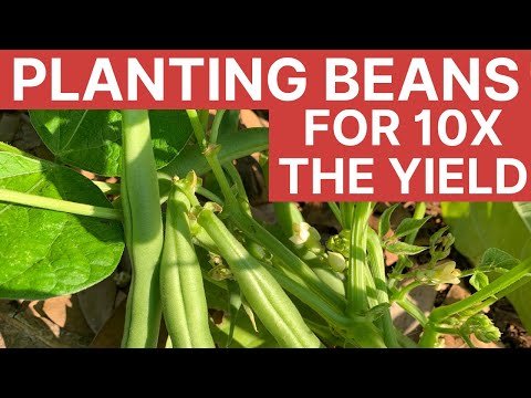How To Grow Beans | Gardening 101