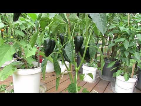 Great Container Peppers:The 'Poblano' Pepper is Outstanding! - The Rusted Vegetable Garden