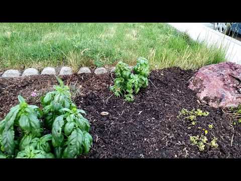 How I use worm castings in my garden when I first plant.