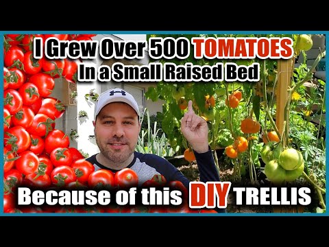 Grow Way More Tomatoes In Less Space! - Best Way to Trellis Tomatoes EVER!!!